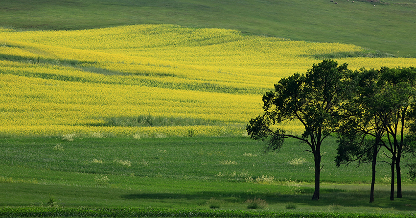 Taman Tanah Paya Zhangjiakou di Hebei