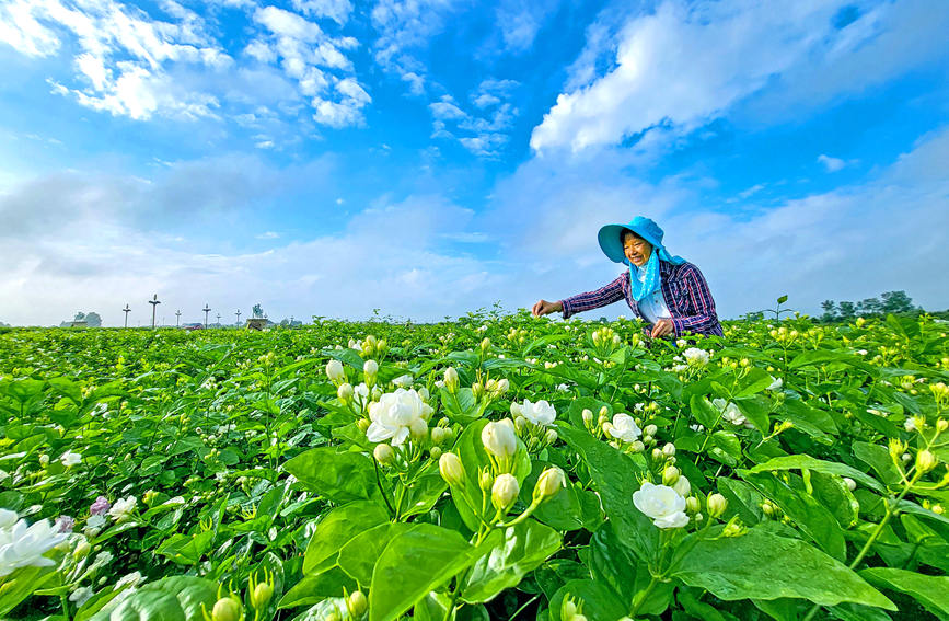 Hengzhou, Guangxi: Bunga Mekar Meliputi Seluruh Bandar