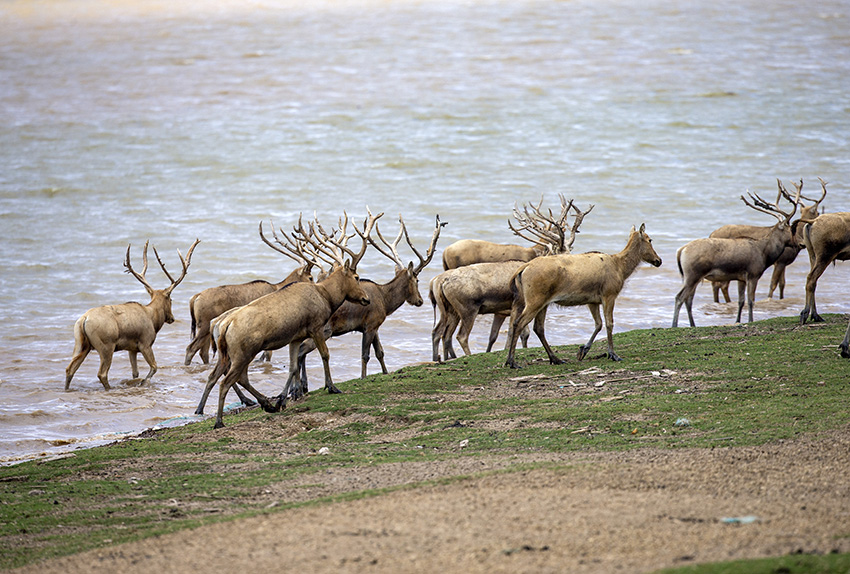 Rusa Milu Dinamik di Tanah Lembap Yancheng, Jiangsu