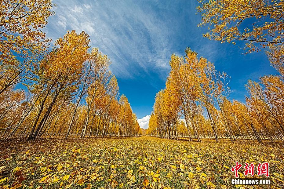 Tibanya Musim Terindah di Dataran Tinggi Zhaosu, Xinjiang
