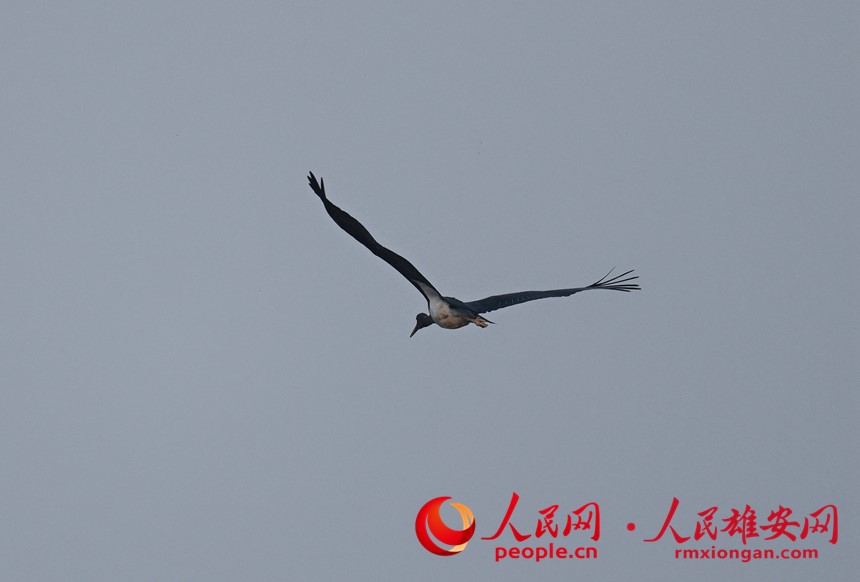 Gambar: Spesies Burung Jarang Ditemui Dilihat Di Xiong’an