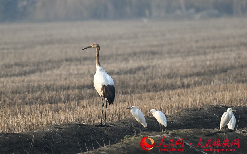 Gambar: Spesies Burung Jarang Ditemui Dilihat Di Xiong’an