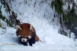 5 Panda Merah Liar Dirakam Berjalan dalam Salji
