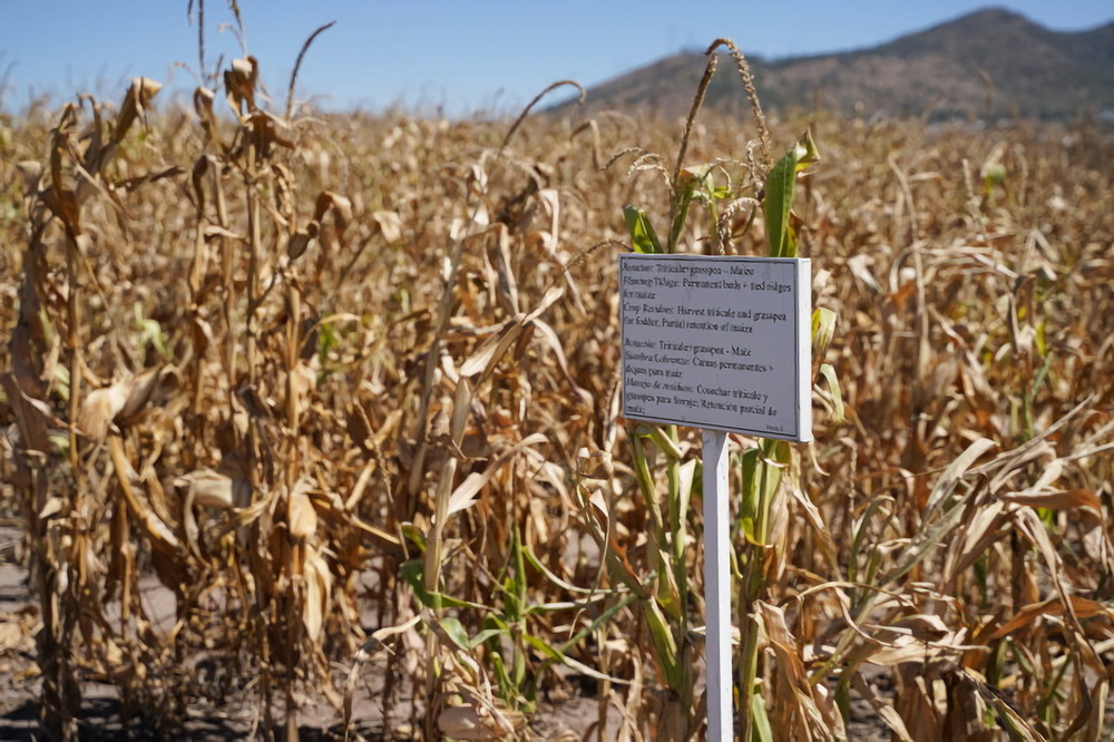 Tingkat Hasil Bijirin—Kerjasama Menang-Menang antara China, CIMMYT