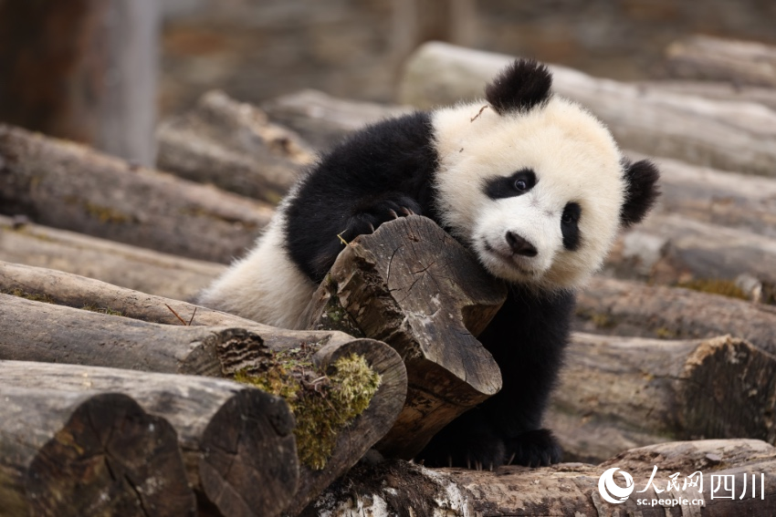 Anak Kembar Panda Duta Aba, Sichuan