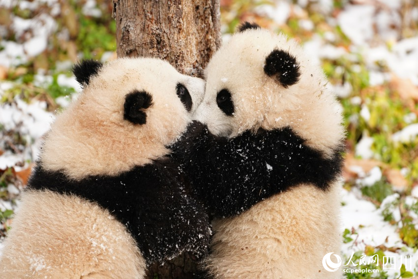 Anak Kembar Panda Duta Aba, Sichuan