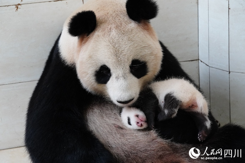 Anak Kembar Panda Duta Aba, Sichuan