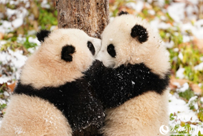 Anak Kembar Panda Duta Aba, Sichuan