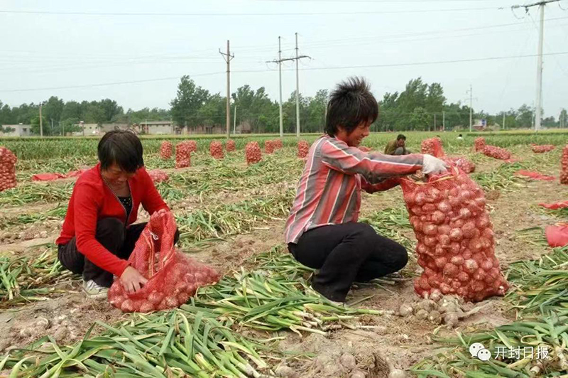 Petani bawang putih di daerah Qixian, bandar Kaifeng, provinsi Henan menyambut ketibaan musim menuai. (foto: Si Liqiang/ China Daily)