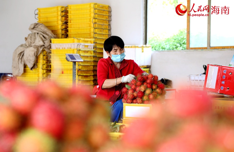 Rambutan Sumber Rezeki Penduduk Baoting, Hainan