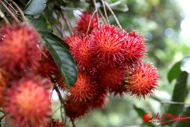 Rambutan Sumber Rezeki Penduduk Baoting, Hainan