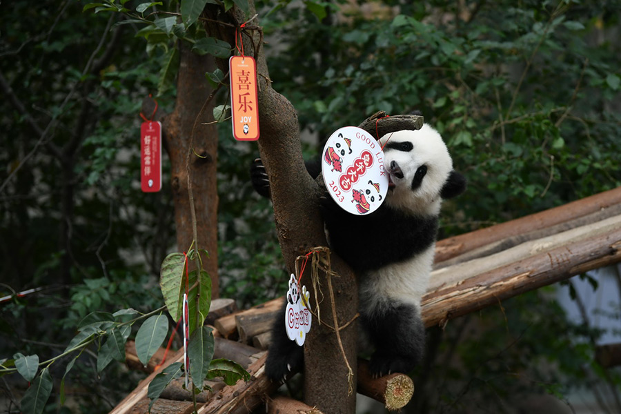 Foto pada 29 Dec 2022 menunjukkan anak panda di Pangkalan Penyelidikan Pembiakan Panda Gergasi Chengdu, provinsi Sichuan.