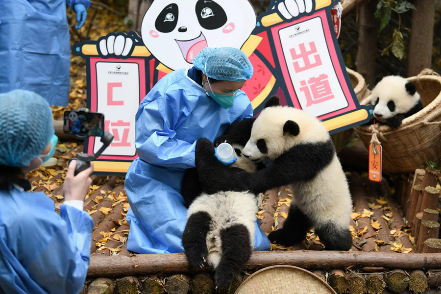 Anak Panda Temu Pelawat menjelang Tahun Baharu