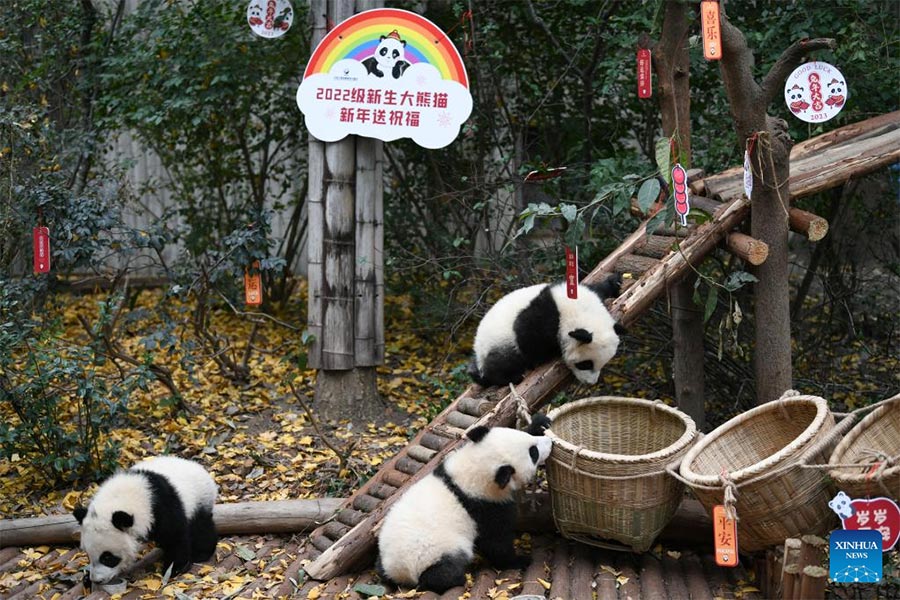 Anak Panda Temu Pelawat menjelang Tahun Baharu