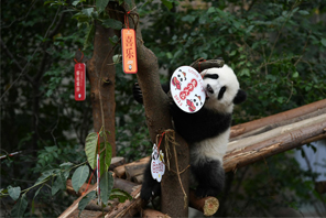 Anak Panda Temu Pelawat menjelang Tahun Baharu