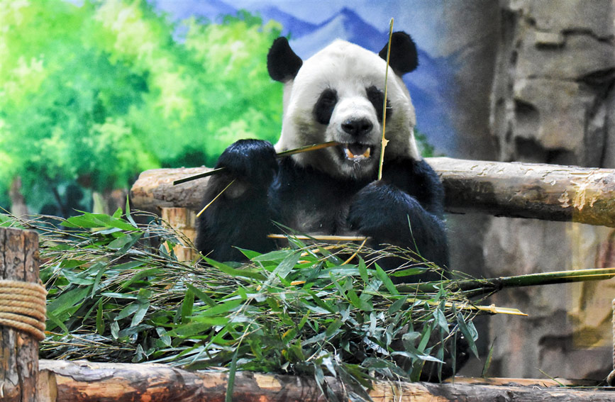 Aktiviti menyambut Tahun Baharu di Rumah Panda Xining. (Gambar disediakan oleh Rumah Panda Xining)