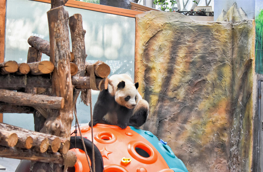 Sambut Tahun Baharu Bersama Panda