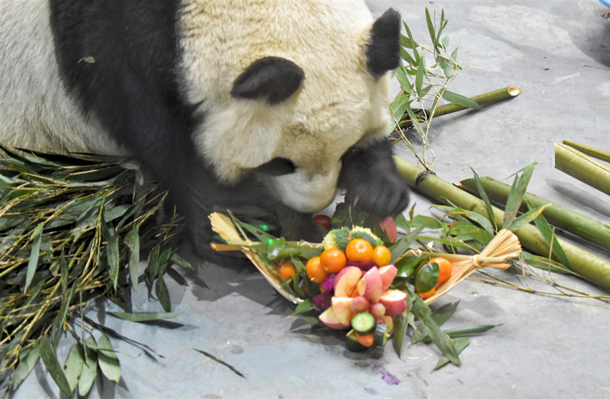 Sambut Tahun Baharu Bersama Panda