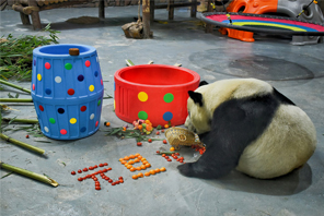 Sambut Tahun Baharu Bersama Panda