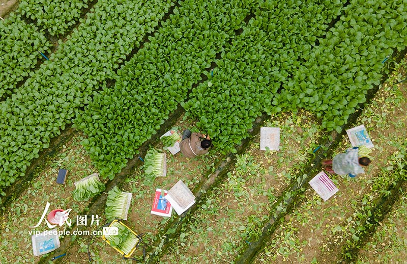 Petani Hainan Sibuk Petik Sayur di Tengah Musim Sejuk