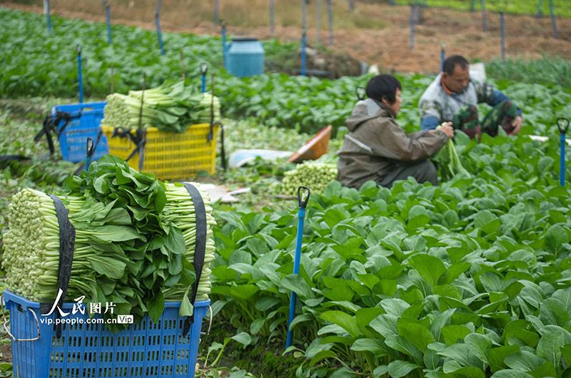 Petani Hainan Sibuk Petik Sayur di Tengah Musim Sejuk