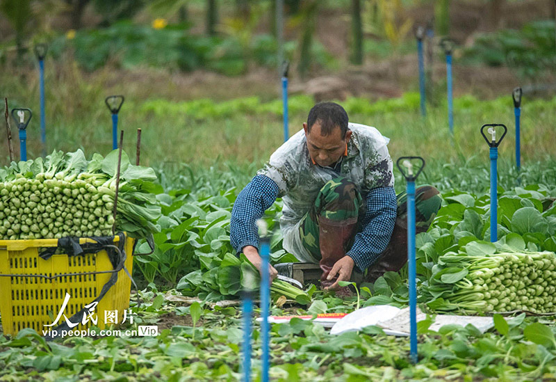 Petani Hainan Sibuk Petik Sayur di Tengah Musim Sejuk