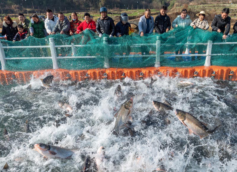 Menjelang TBC, Tiba Musim Tangkap Ikan di Hubei