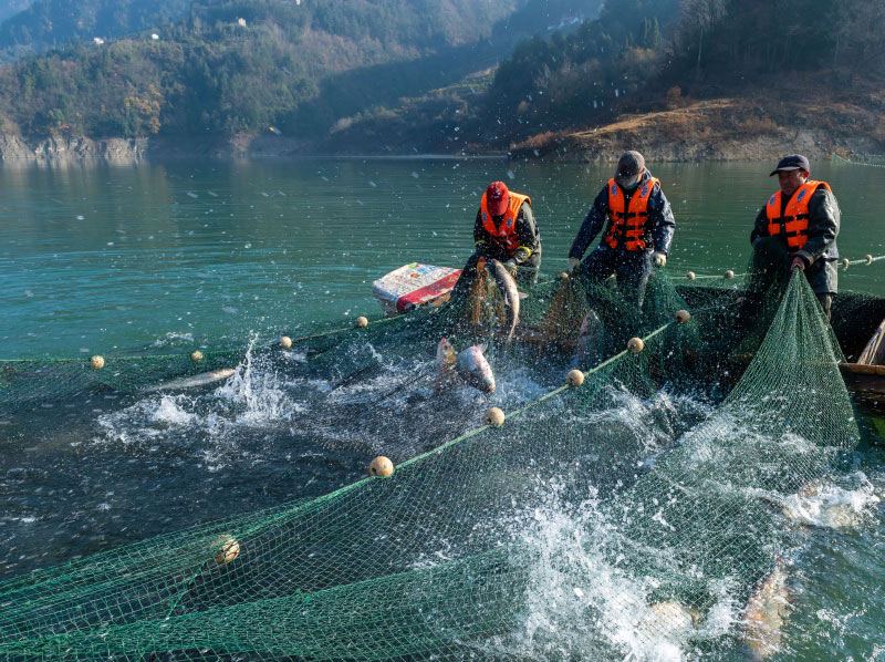 Menjelang TBC, Tiba Musim Tangkap Ikan di Hubei