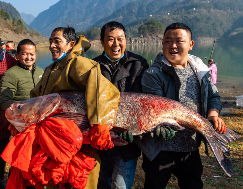 Menjelang TBC, Tiba Musim Tangkap Ikan di Hubei