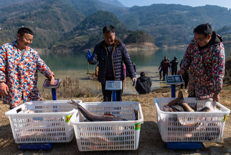 Menjelang TBC, Tiba Musim Tangkap Ikan di Hubei