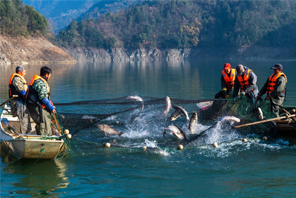 Menjelang TBC, Tiba Musim Tangkap Ikan di Hubei