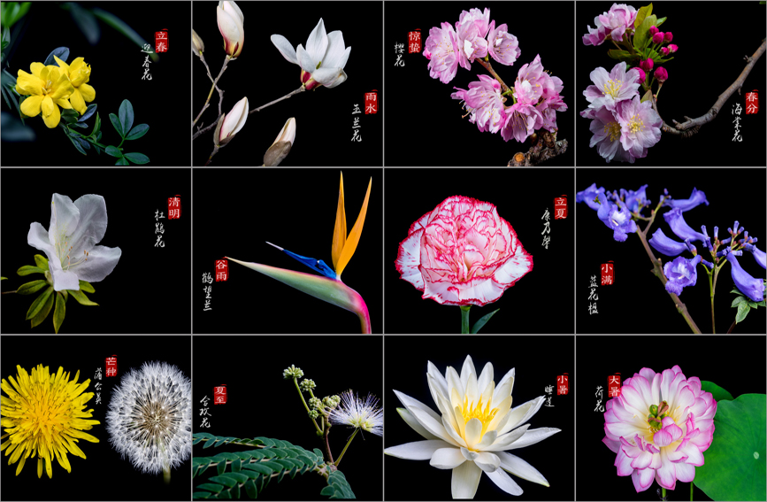 Bunga yang mekar dalam 24 Jieqi atau 24 musim. (Gambar oleh Song Guangxu)