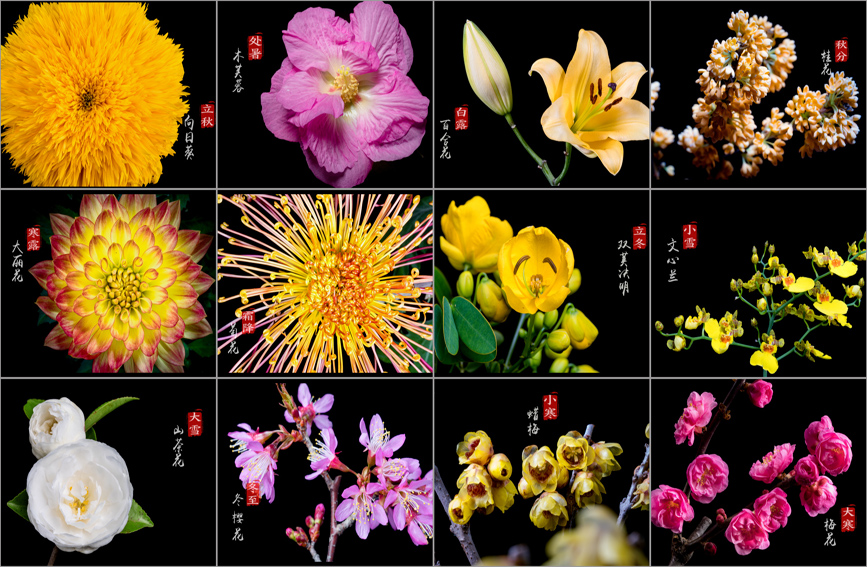 Saksikan Perubahan “24 Musim” melalui Bunga yang Mekar