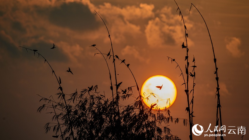 Kawanan Burung Bayan Terbang Bawah Matahari Terbenam