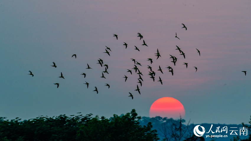 Kawanan Burung Bayan Terbang Bawah Matahari Terbenam