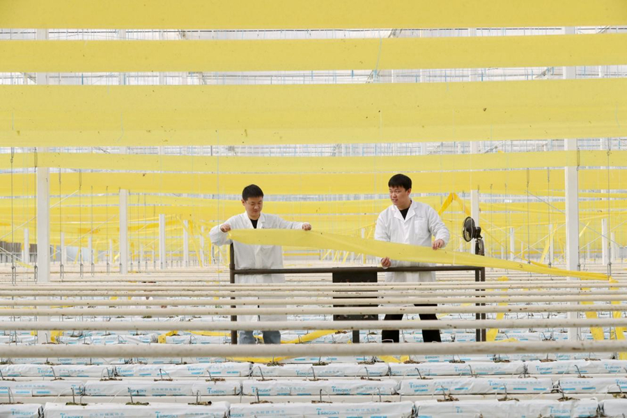 Pekerja sedang menggantung jalur pencegahan serangga dalam rumah hijau pintar tomato di sebuah kilang sayur-sayuran bandar Huzhou, provinsi Zhejiang, timur China.