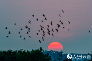 Kawanan Burung Bayan Terbang Bawah Matahari Terbenam