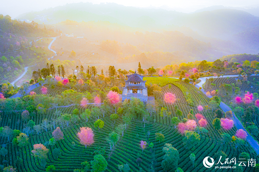 Bunga Ceri Semakin Mekar di Yunnan Menjelang Musim Bunga