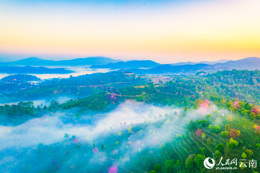 Bunga Ceri Semakin Mekar di Yunnan Menjelang Musim Bunga