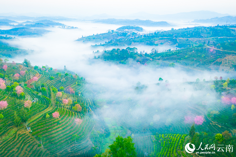 Bunga Ceri Semakin Mekar di Yunnan Menjelang Musim Bunga