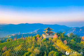 Bunga Ceri Semakin Mekar di Yunnan Menjelang Musim Bunga