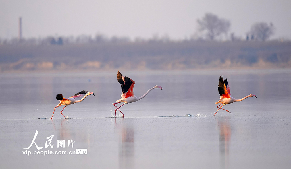 Burung flamingo dilihat bersinggah di Tasik Yanhu, bandar Yuncheng, provinsi Shanxi pada 30 Januari 2023. (Gambar oleh Yan Xin)