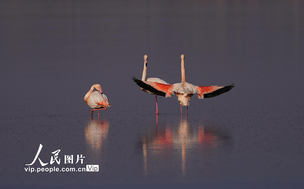 Burung Flamingo Singgah di Tasik Yanhu, Shanxi