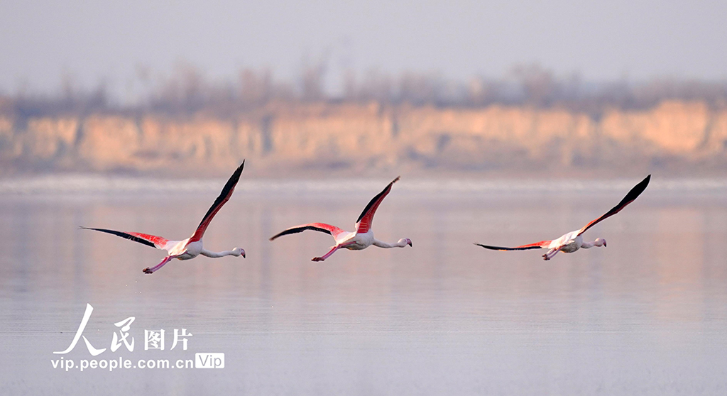 Burung Flamingo Singgah di Tasik Yanhu, Shanxi