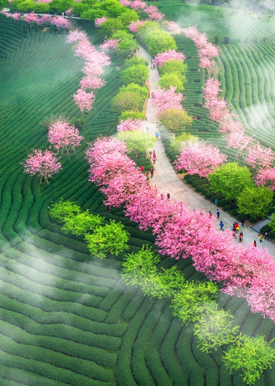 Kebun bunga ceri di pekan Yongfu, bandar Zhangping, provinsi Fujian China. (foto: Chen Xiurong/People.cn)