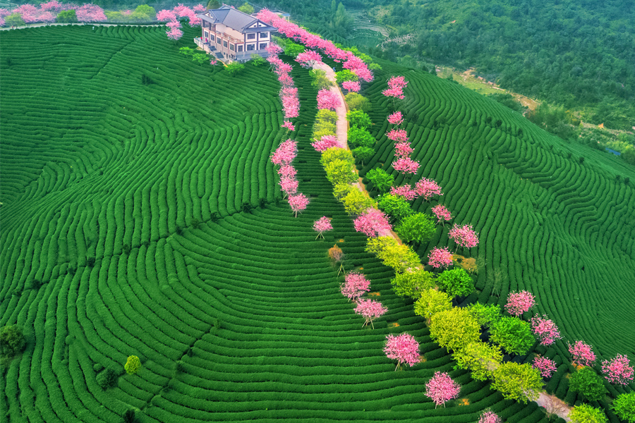 Bunga Ceri Meliputi Fujian