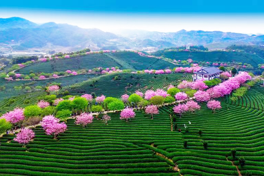 Bunga Ceri Meliputi Fujian