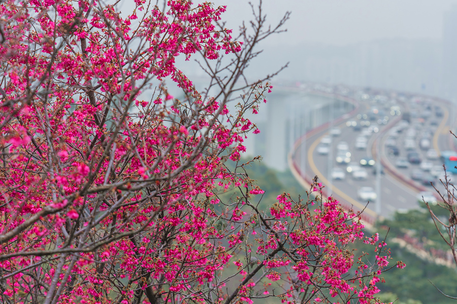 Bunga Mekar Menggamit Kehadiran Unggas di Xiamen