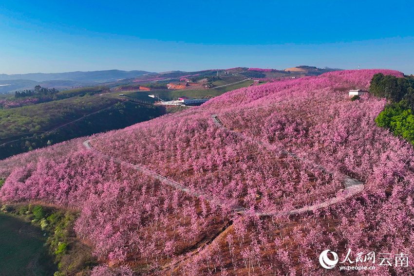 Bunga Ceri Berkembang di Yunnan