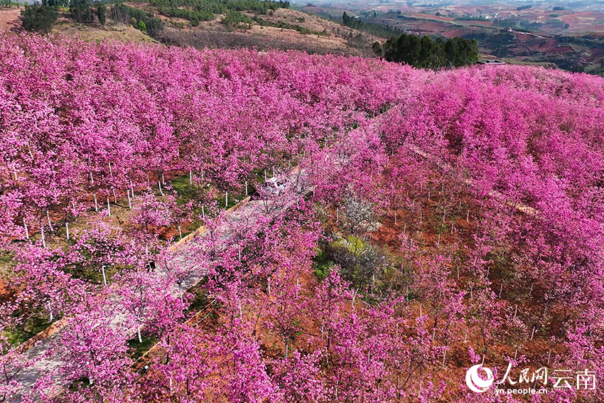 Bunga Ceri Berkembang di Yunnan